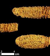 Image result for +9000 Year Old DNA Trace to En Glad Man