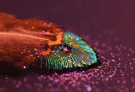 Image result for Pretty Feathers
