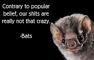 Image result for Bat Crazy Meme