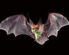 Image result for Bat Pesticides