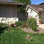 Image result for Fruit Trees in Front Yard