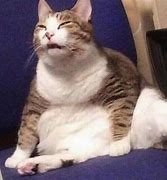 Image result for Confused Sitting Cat Meme