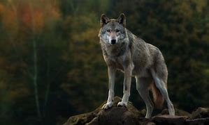 Image result for Lone Wolf Profile Picture