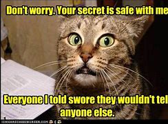 Image result for Secret Cat Meme