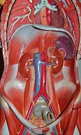 abdominal organ 的图像结果
