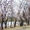 Image result for Yeouido Park Sakura Seoul