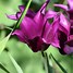 Image result for Tulipa Purple Dream