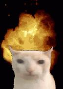 Image result for Cat Exploding Meme