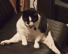 Image result for Fat Cat Sitting Reaction Meme