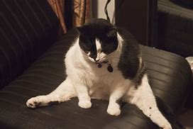 Image result for Sitting Fat Cat Meme