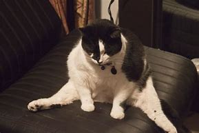 Image result for Sitting Cat Meme