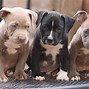 Image result for What Is a Pit Bull Puppy