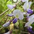 Image result for Wisteria formosa Issai