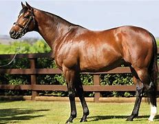 Image result for Thoroughbred Race Horse Different Colour