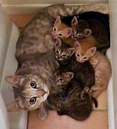 Image result for Mom and Kittens