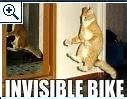 Image result for Cat with Waiver Meme