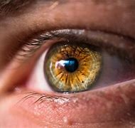 Image result for Rare Eye Colors in Humans