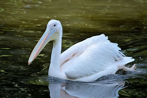Image result for Pelican Perception Kayak