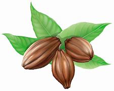 Image result for Cocoa Beans Clip Art