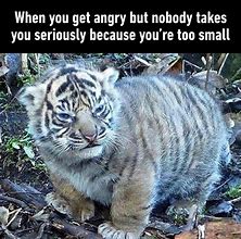 Image result for Tiger 3 Meme
