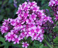 Image result for Phlox Miss Elie (Paniculata-Group)