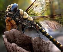 Image result for Ancient Dragonflies