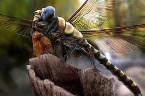 Image result for Biggest Insect in History