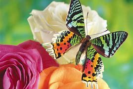 Image result for Colorful Butterflies Images