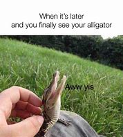 Image result for Funny Alligator Memes
