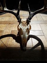 Image result for Deer Skull with Jaw