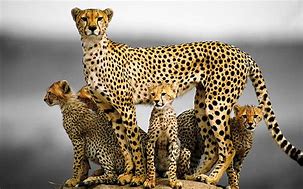 Image result for Golf Le Fleur Cheetah Print