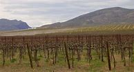 Image result for saint Michelle Mourvedre Wahluke Slope