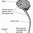 Image result for Types of Nerve Cells in the Brain