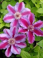Image result for Clematis Tudor