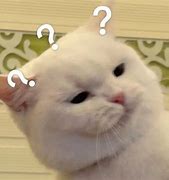 Image result for Confused Cat Meme Template