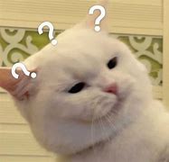 Image result for Confused Cat Meme Full Pic