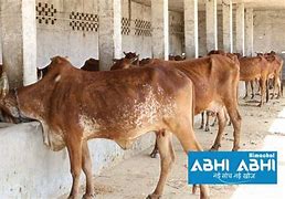 Image result for Adamawa Cattle
