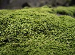 Image result for Black Rock Moss