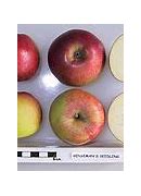 Image result for Apple Seedling