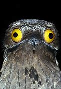 Image result for Birds with Weird Eyes