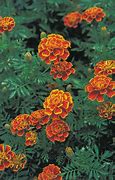 Image result for French Marigold Flowers