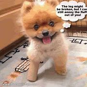 Image result for Small Dog Memes