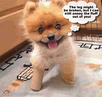 Image result for Cute Funny Dogs