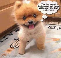 Image result for Funny Cat and Dog Memes