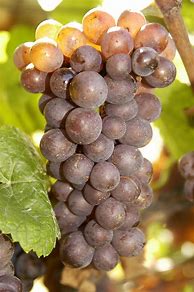 Image result for Margerum Pinot Gris Alisos
