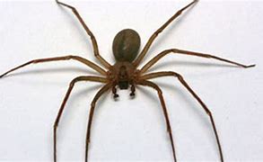 Image result for brown recluse spider