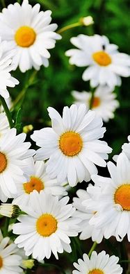 Image result for Flower Phone Wallpapers