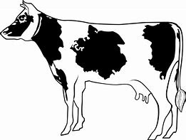 Image result for Cow Outline Printable