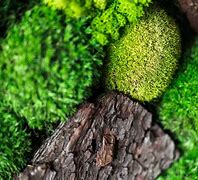 Image result for Moss Pic