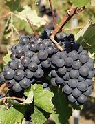 Image result for Bonny Doon Pinot Meunier Meunier